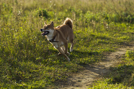 Dogs Japanese breeds Sibu Inu on a background of grass, sunlightの写真素材