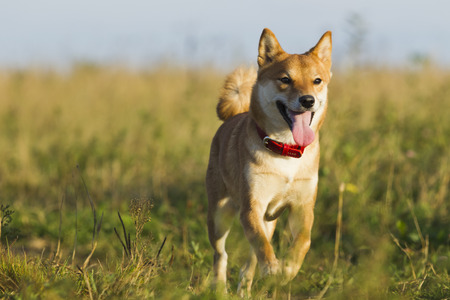 Dogs Japanese breeds Sibu Inu on a background of grass, sunlightの写真素材