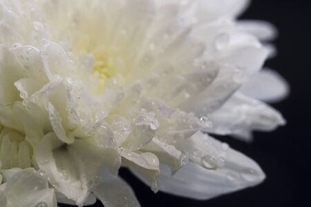White chrysanthemum petals with water drops Macro, studio lighting, the top viewの写真素材
