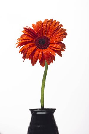 Orange gerbera with drops of water on a white background, studio lighting, Macroの写真素材