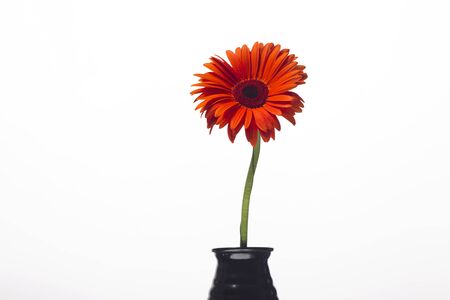 Orange gerbera with drops of water on a white background, studio lighting, Macroの写真素材