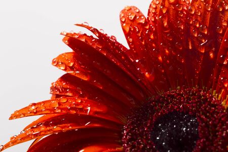 Orange gerbera with drops of water on a white background, studio lighting, Macroの写真素材
