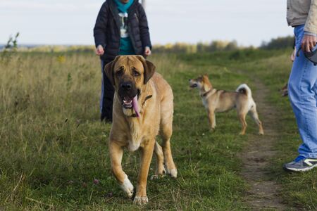 Dog Spanish Mastiff dog breed is surrounded by Shibu Inu for a walk, natural light
