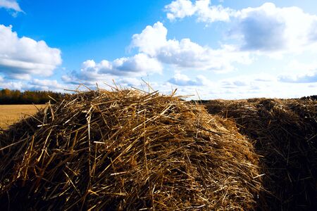 Straw in the field