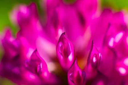 Red clover flowers on a background of green grass sunny summer day.の写真素材