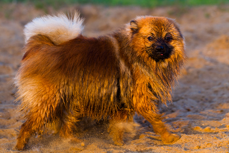 Pomeranian dog for a walk on a summer eveningの写真素材