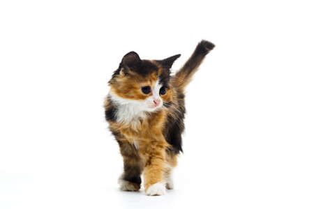 Small furry three-colored kitten on a white backgroundの写真素材