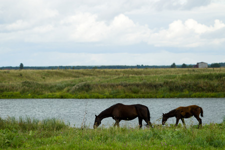 Breeding horse with a foal in the pasture on a summer dayの写真素材