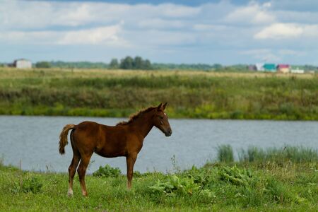 Grazing foal on a summer day on the river bankの写真素材