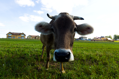 Grazing cows against; Cows graze on a meadow in the sunny dayの写真素材