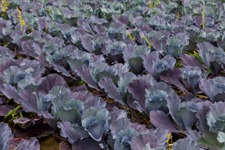 Red cabbage of fresh harvest, natural light