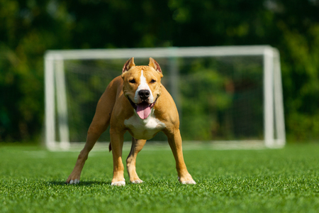 American Staffordshire terrier on a background of green grassの写真素材