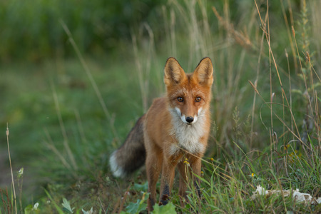 A cute, young, fiery, red fox cub is lit by the evening sun, against the background of grass. He...
