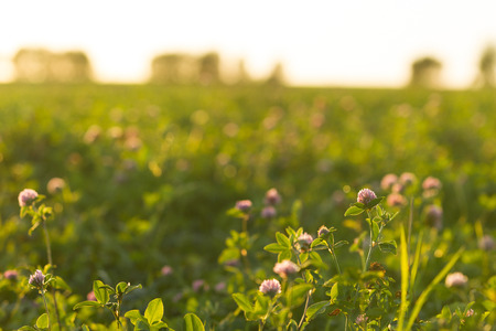Clover flowers on the field illuminated by the evening sunの写真素材