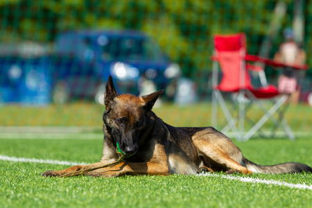 The dog performs at agility competition. Belgian Shepherd resting during a break in the competition. Sunlightの写真素材
