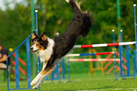 The dog performs at agility competition. Border Collie. Summer day. Nature lightの写真素材