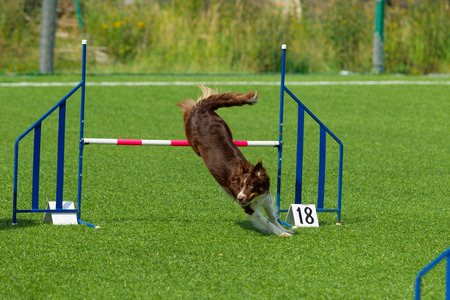 The dog performs at agility competition. Border Collie. Summer day. Nature lightの写真素材