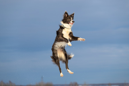 Border Collie dogs walking in the countryside on a snowy fieldの写真素材