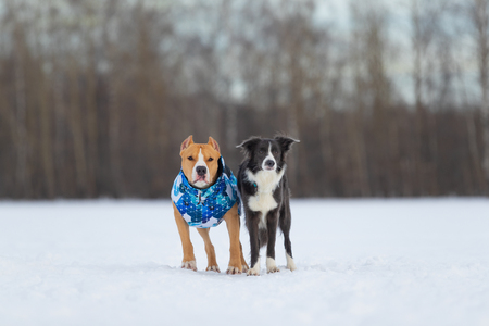 Border Collie and Staffordshire Terrier, Pit Bull playing during a outing on a snowy field