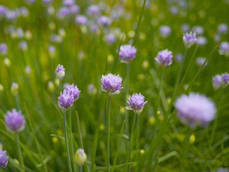 Onion flowers on a background of green grass in a summer sunny day. Pattern