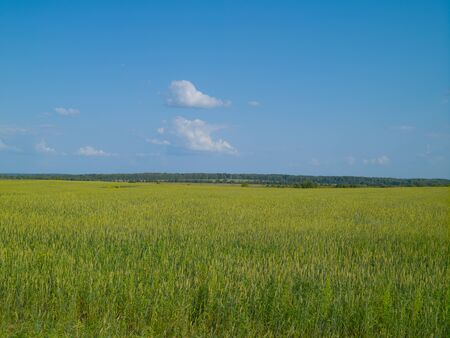 Wheat ears of fresh harvest on a summer sunny day; Ripe wheat earsの写真素材