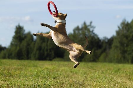 Dog in the manger. Summer. Stroll. Field. Hay. Dog. Nature. Staffordshire terrier are walking in the fieldの写真素材