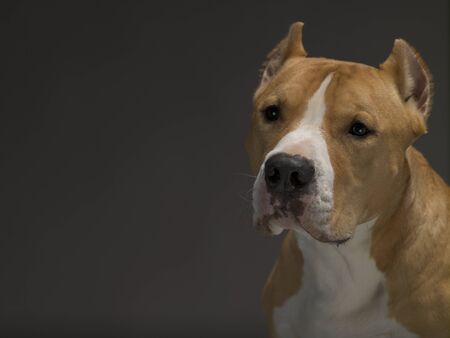 Staffordshire Terrier dog yellow-white on a gray background, studio lightの写真素材