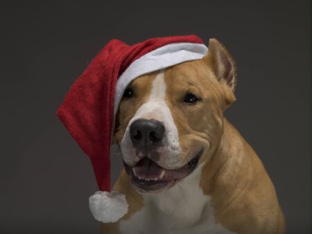 Christmas Staffordshire Terrier in Santa Claus red Santa hat on a gray backgroundの写真素材