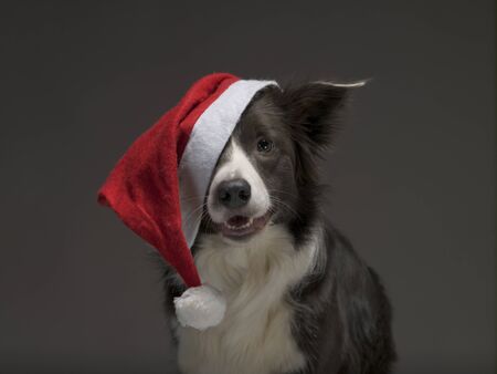 Christmas border collie dog in a red Santa hat on a gray background, studio lightの写真素材