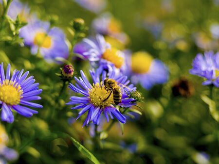Wild bee on a flower, collects nectar, sunlight, macroの写真素材