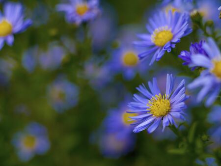 Beautiful aster winter flowers on a background of green grass on a sunny dayの写真素材