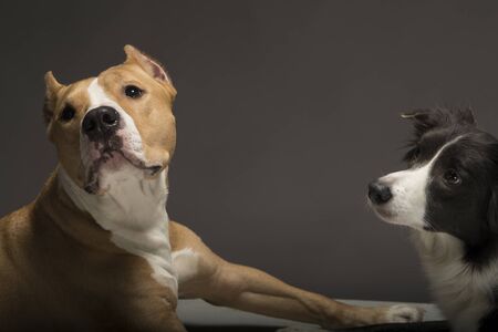 Two dogs, friends, a border collie, black and white and the Staffordshire Terrier, red and white on...