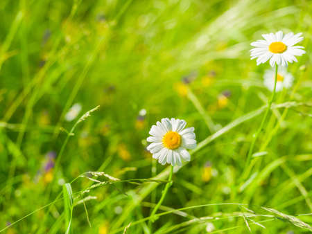 Camomile wildflowers on a background of green grass on a sunny summer day. Natural summer backgroundの写真素材