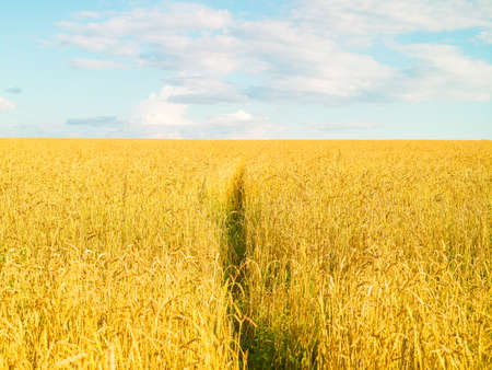 Grain field, yellow, fresh harvest, blue sky with clouds, sunny day, summer natural background,...