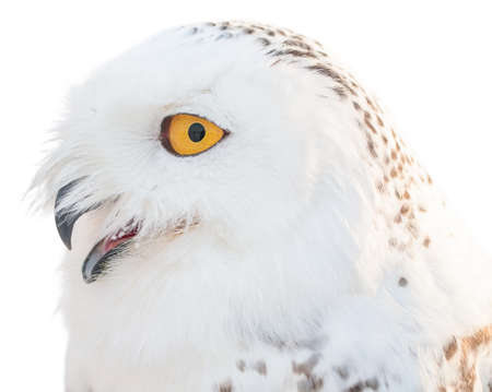 Bubo scandiacus bird, Nyctea scandiaca, polar white owl against isolated white backgroundの写真素材