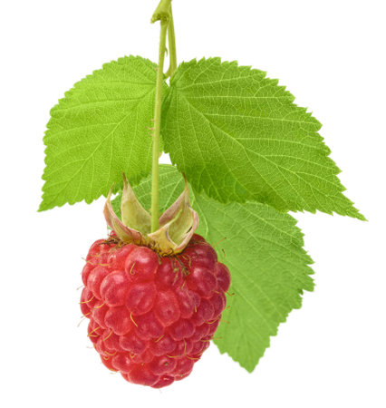 Whole red raspberry with three green leaves on an isolated white background close-up