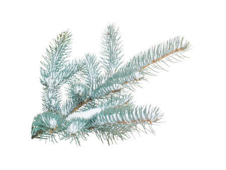 Fir tree blue branch with snow on isolated white background close-upの写真素材