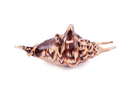 Shell