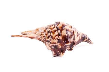 Shell