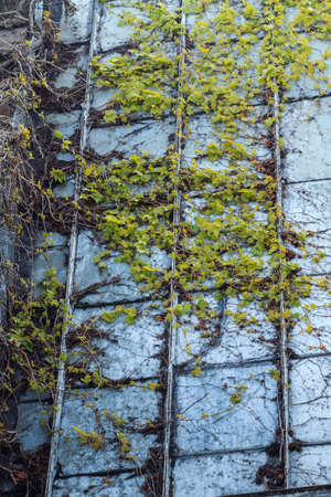 Vintage texture of old peeling metal plate white wall background with tree creeper vine plants and grass coveredの写真素材