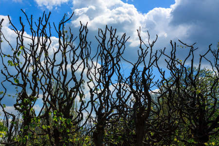 Many old and dry tree fence on blue skyの写真素材