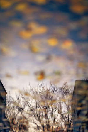 The reflection of branches in a puddle with leavesの写真素材