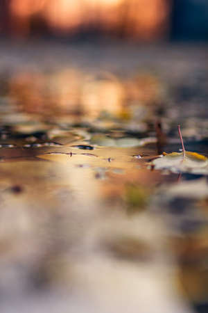 Yellow and red tree autumn leaves, warm tone golden hour, depth of field. Great season texture with fall mood. Nature october background.の写真素材