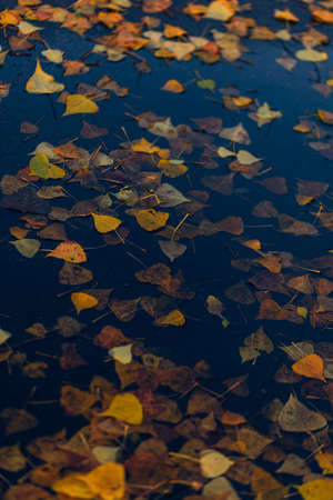 autumn maple leaf in water. mysterious dark still life, autumn season. rain and puddle with maple leaf. rainy day weather. fall backdrop. top view, copy spaceの写真素材