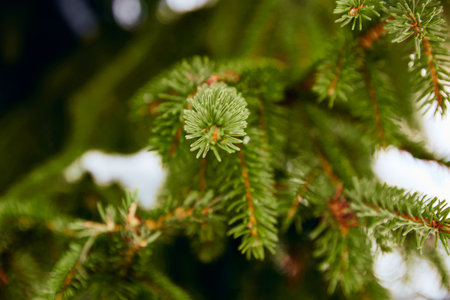 Winter photo green prickly branches of a fur-tree or pine. Natural coniferous background textureの写真素材