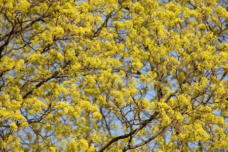 Blossoming crone of a treeの写真素材