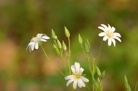 Wood flowersの写真素材