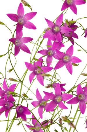 forest flowersの写真素材