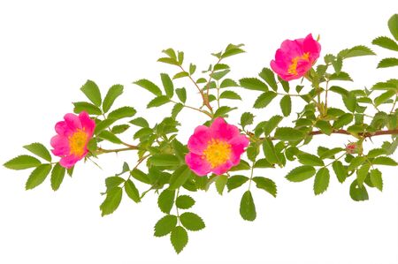 natureの写真素材