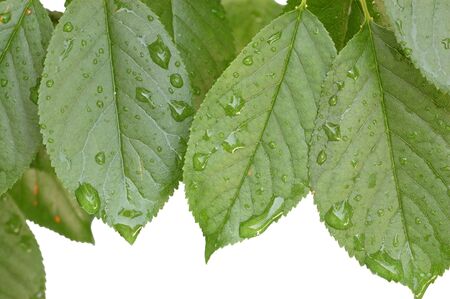 After the rain
